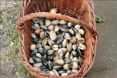 Quel est ce coquillage, appel  clovisse  en patois, qui vit enfoui dans le sable ?