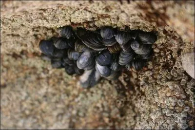 Les moules sauvages se fixent sur les rochers. Sur quoi se fixent-elles dans les levages ?