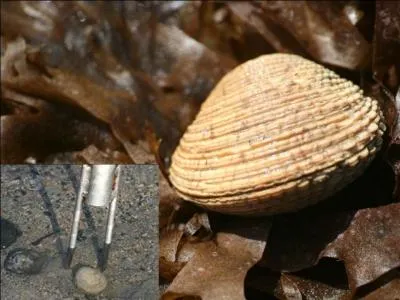 Tapez le sable avec une pelle ou une fourche  deux doigts, dans environ vingt centimtres d'eau. Ce mollusque enfoui dans le sable signalera sa prsence par un jet d'eau. C'est :