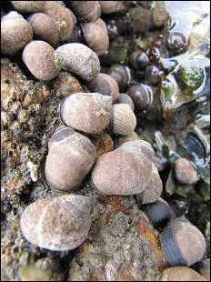 Ne pas confondre ces escargots de mer avec les troques qui se trouvent sur les mmes rochers. Ce sont :