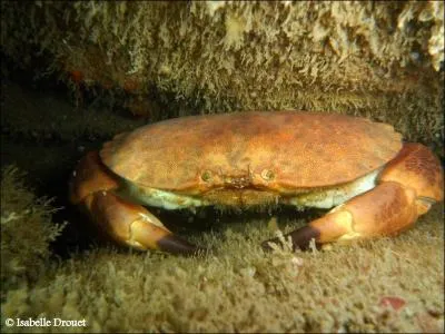 Qui se cache entre les rochers ?