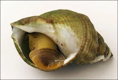 Aussi appel  buccin , ce gastropode marin est trs apprci pour ses qualits gustatives. C'est :