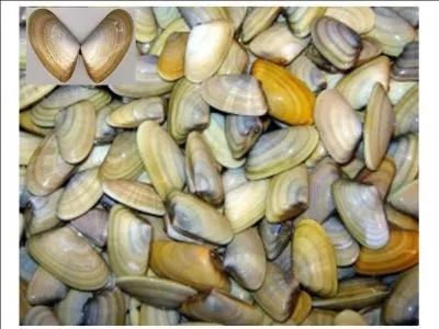 Ce petit coquillage  la chair fine et succulente, qui vit sous quelques centimtres de sable mouill, est aussi appel  papillon . Pourquoi ? Quel est son nom ?