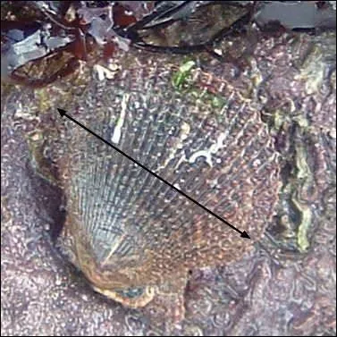 Ce mollusque marin se dplace dans le sable en refermant violemment ses deux valves bombes. C'est :