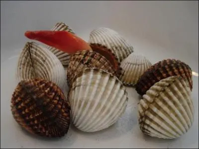 Aprs un violent coup de mer, la plage rejette ces mollusques qui font des appts de choix pour la pche au loup, en Mditerrane. Ce sont :