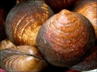 On l'appelle  l'hutre du pauvre . C'est :