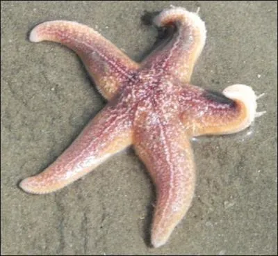 Admirez cette toile de mer ! Qu'est-ce qui lui permet de reconnatre son environnement ?