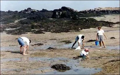 Quand peut-on pratiquer la pche  pied ?