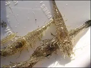 Comment pche-t-on les crevettes ?