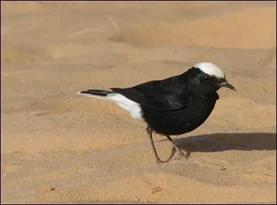 Comment les touaregs appellent-ils cet oiseau du dsert dont le vrai nom est le  traquet  tte blanche  ?