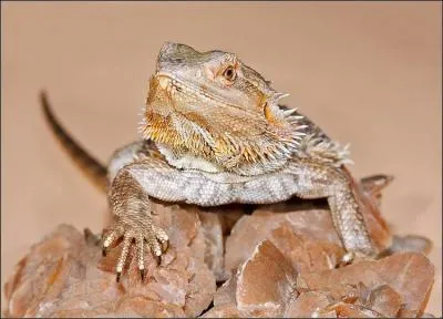 Quel est cet animal, prsent dans le dsert australien ?