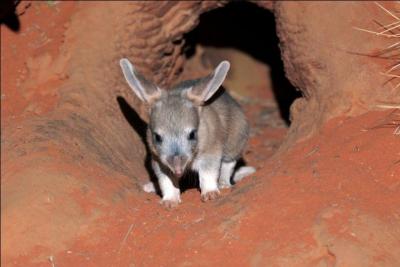Comment s'appelle ce petit marsupial qu'on peut rencontrer dans le dsert australien ?