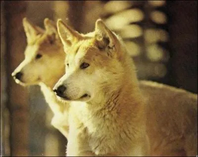 O peut-on rencontrer le dingo, cet animal apparent au chien, mais pas pour autant des plus gentils ?