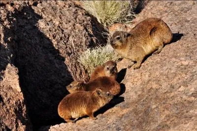 Comment surnomme-t-on cet animal qu'on peut rencontrer dans le dsert saharien, dont le nom est  daman  et apparent, si bizarre que cela puisse paratre,  l'ordre des ... lphants ?