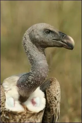On peut rencontrer cet animal, le vautour  dos blanc, en Afrique. Pourquoi la nature lui a-t-elle fait un long cou troit ?