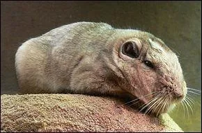 O peut-on rencontrer le goundi ?