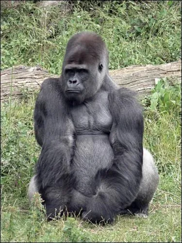 Je suis un parc animalier :