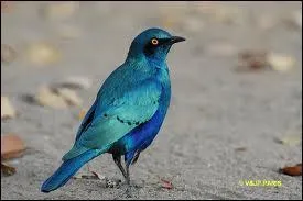 Ce bel oiseau bleu est un ...