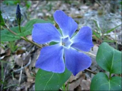 Que signifie l'expression  tre fleur bleue  ?