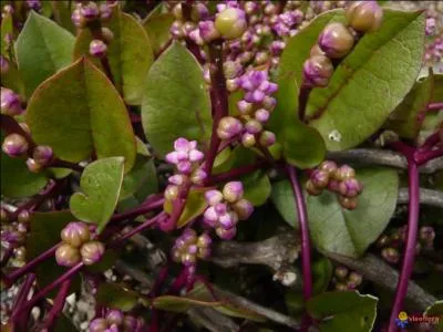 Comment se nomme cette plante qui est cultive comme un lgume ?