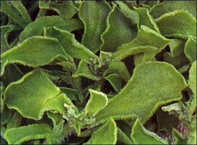 Et celui-ci, qui est cultiv comme un pinard, quel est son nom ?