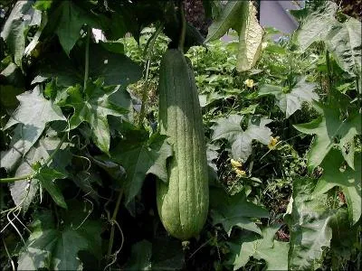Comment s'appelle ce lgume qui est aussi appel luffa ?