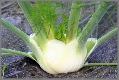 Et celui-ci, qui est parfois comestible ?