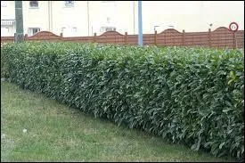 Le mot commence par : Laisse ...