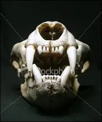 Le mot commence par : Laisse ...