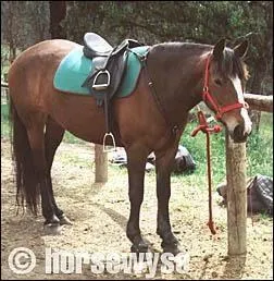 Comment s'appellle le cheval de Stphanie dans la saison 1 ?