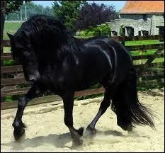 Quelle est cette race ?