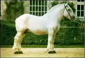 Quelle est cette race ?