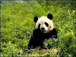 Quel est cet animal ?