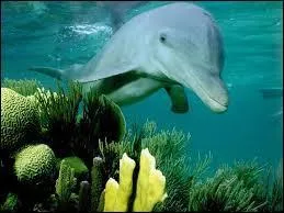 Quel est cet animal ?