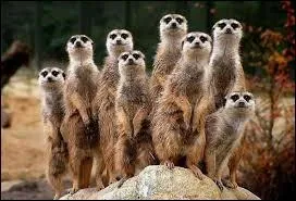 Quels sont ces animaux ?