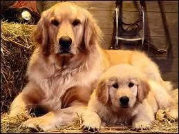 Quels sont ces animaux ?