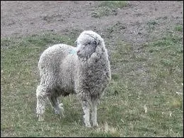 Quel est cet animal ?