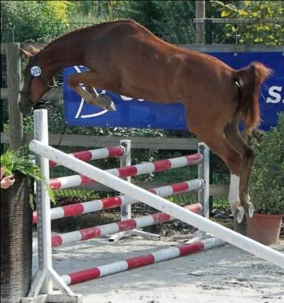 Quelle est la premire phase du saut ?