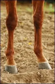 Quelles sont les rles que remplissent les pieds ?