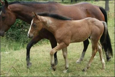 Quelle est la vitesse du pas ?