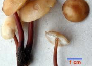 Quiz Cueillette de champignons