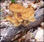 Il y en a plein ici. Sont-ils comestibles ?