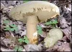 Ce champignon peut-il tre consomm ?