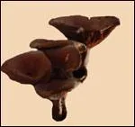 Est-il comestible pour une omelette ?