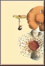 D'aprs vous, la lpiote blonde est-elle mortelle ?