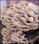 D'aprs vous, ce champignon est-il comestible ou pas ?