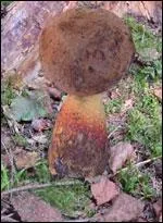 Ce champignon est-il comestible ?