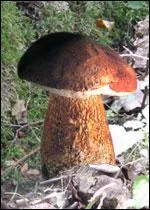 Ce champignon convient-il pour des ptes  la carbonara avec du pastis ?