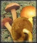 C'est la fin de la cueillette. Ce dernier champignon est-il comestible ?