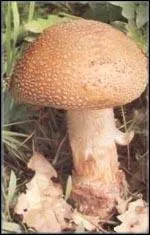 Ce beau champignon me donne envie de le cuisiner. Dois-je le cueillir ?